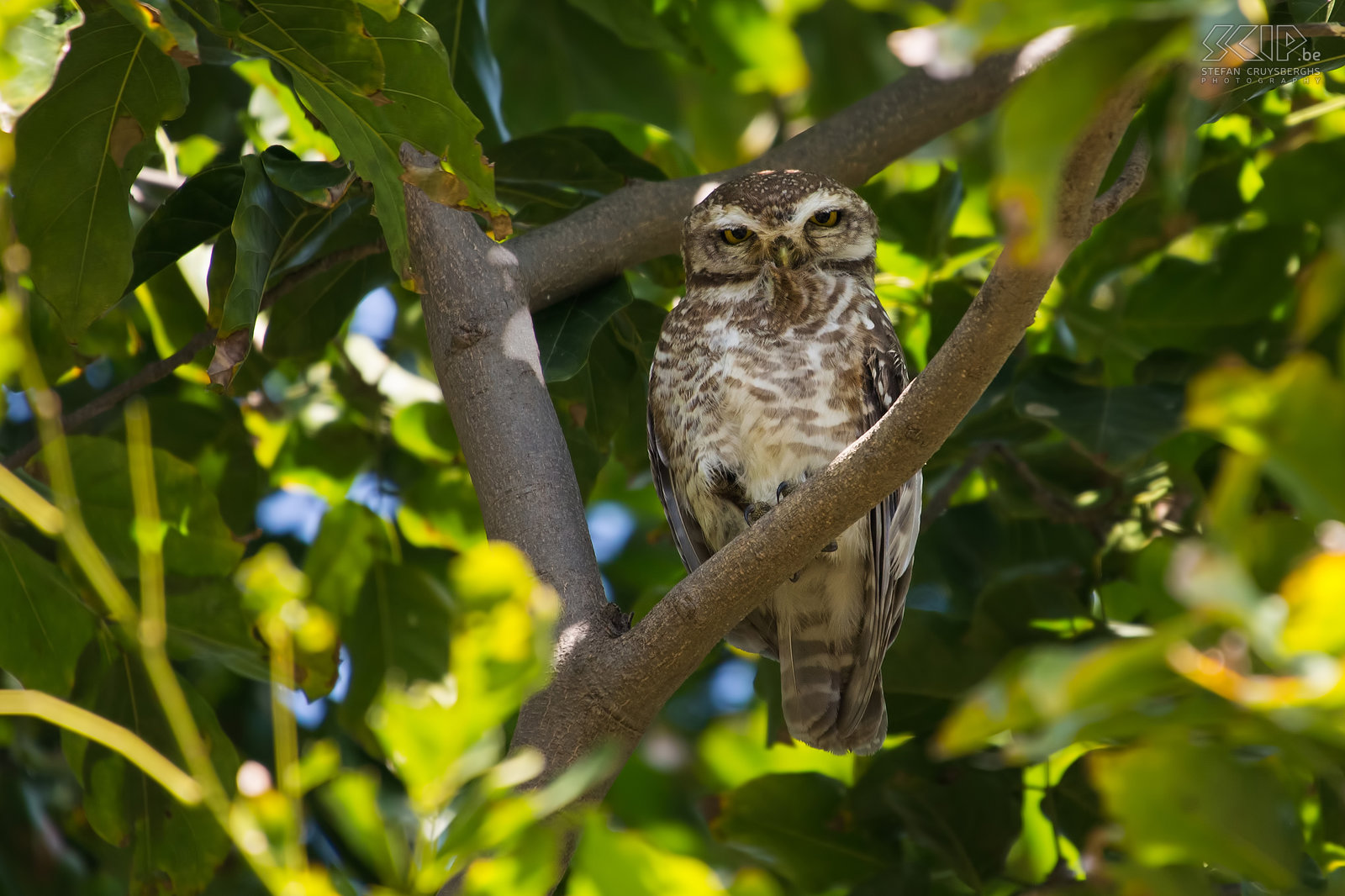 Keoladeo - Spotted owlet (Athene brama)<br />
 Stefan Cruysberghs